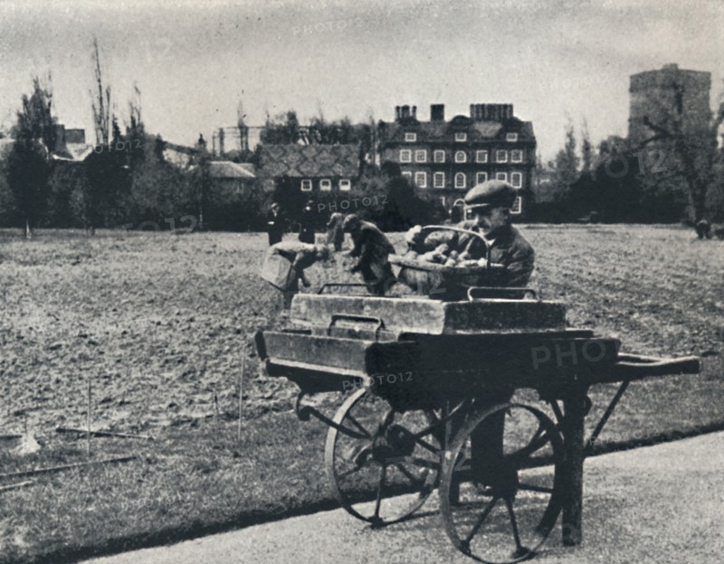 'Potatoes in Kew Gardens', 1941. Artist: Cecil Beaton.