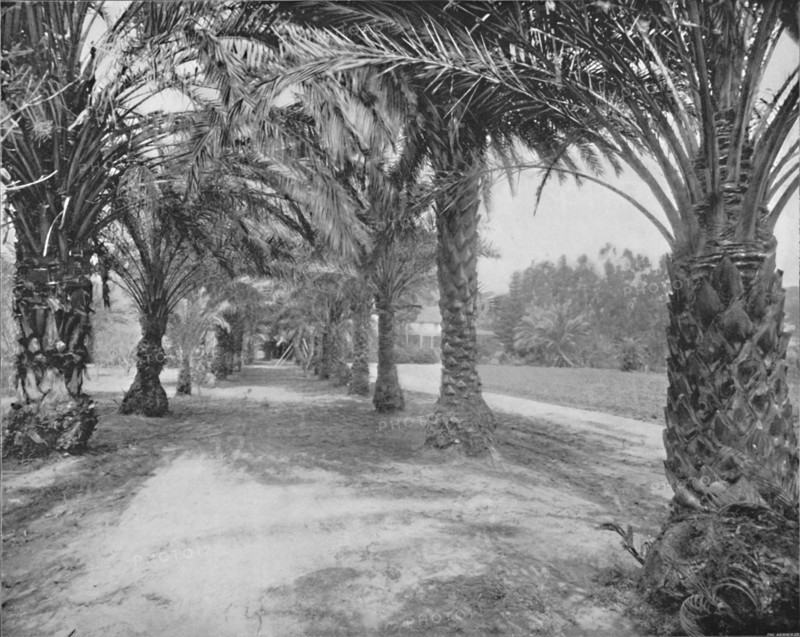 'The Palms of Glenannie, Florida', 19th century. Artist: Unknown.