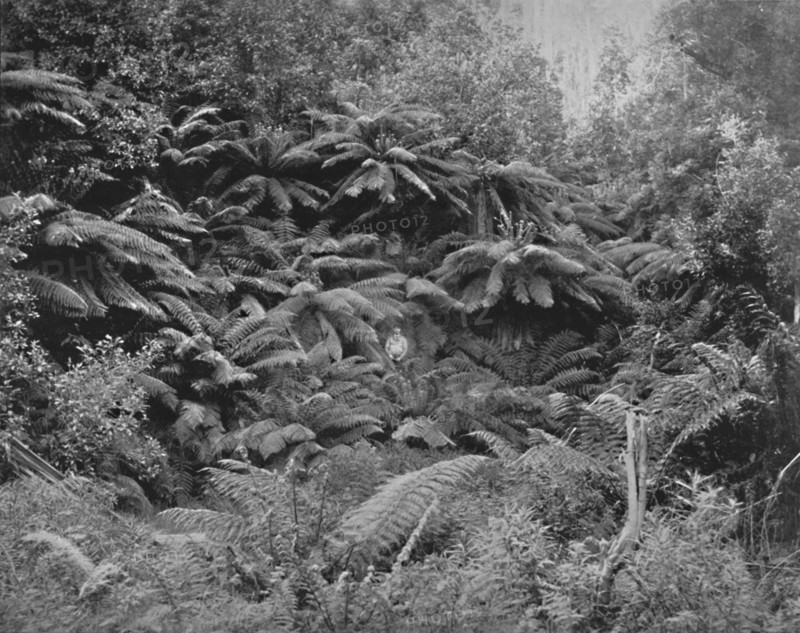 'Fern-Tree Valley, Under Mount Wellington', 19th century. Artist: Unknown.