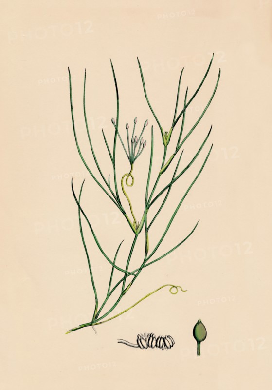 'Ruppia spiralis. Greater Ruppia', 19th Century. Artist: Unknown.