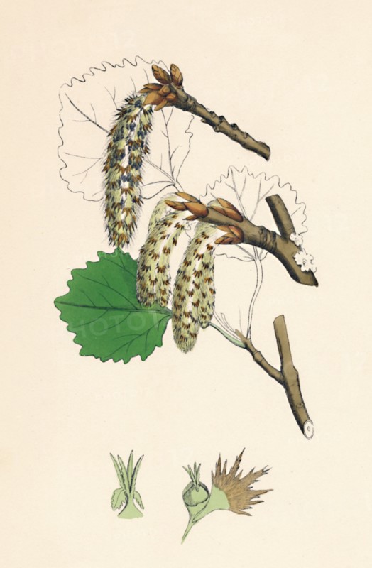 'Populus tremula. Aspen', 19th Century. Artist: Unknown.