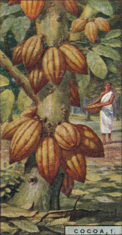 'Cocoa, 1. - Cacao Tree, Trinidad', 1928. Artist: Unknown.