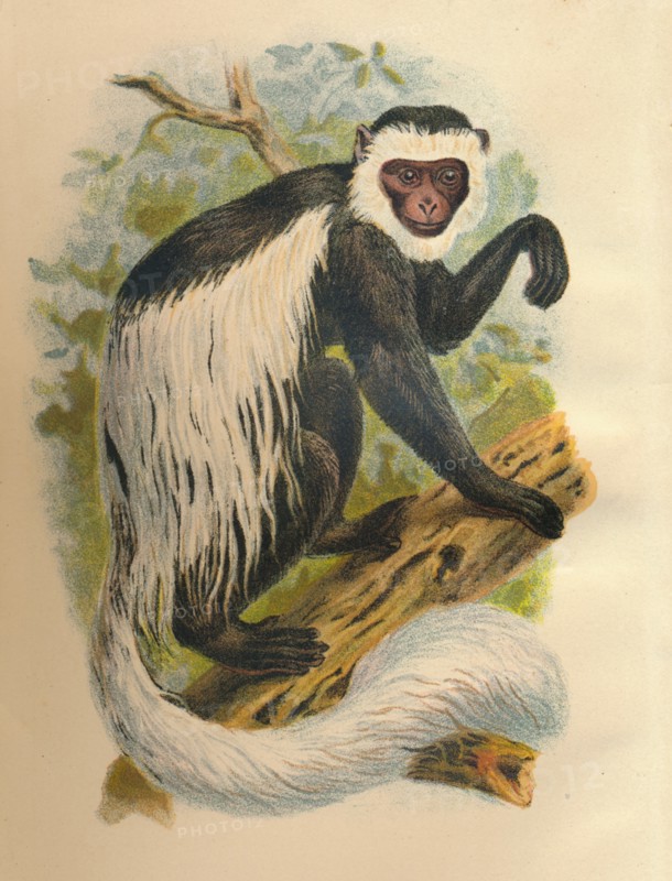 'The White-Tailed Guereza', 1897. Artist: Henry Ogg Forbes.