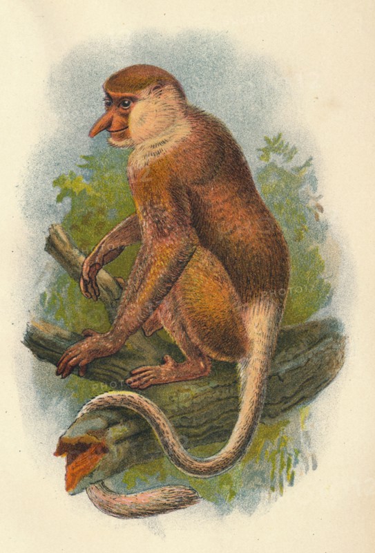 'The Proboscis Monkey', 1897. Artist: Henry Ogg Forbes.