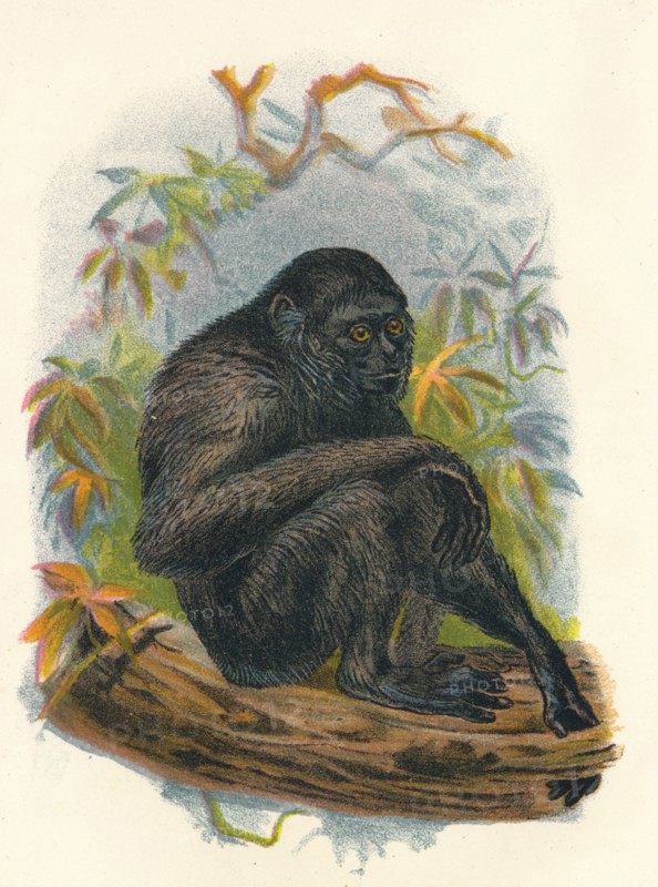 'The Siamang Gibbon', 1897. Artist: Henry Ogg Forbes.