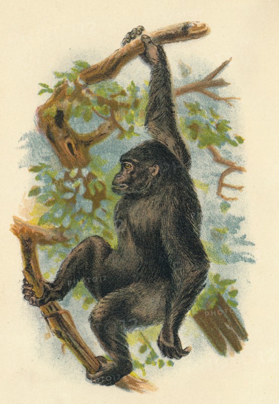 'The Gorilla', 1897. Artist: Henry Ogg Forbes.