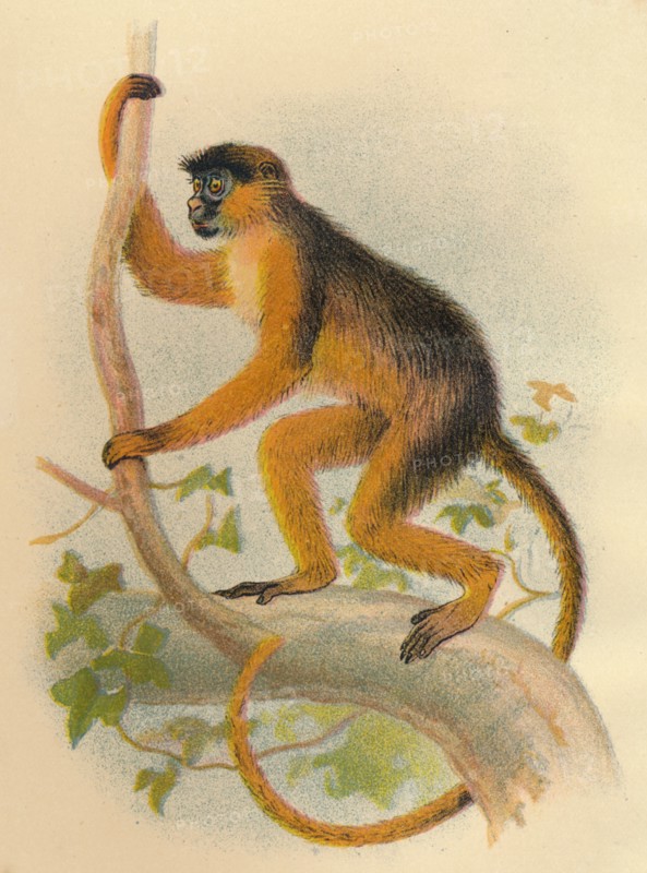 'Bay Guereza', 1897. Artist: Henry Ogg Forbes.