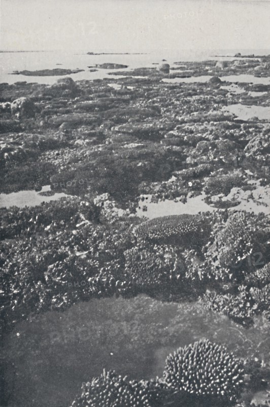 'Great Barrier Reef', 1924. Artist: Unknown.