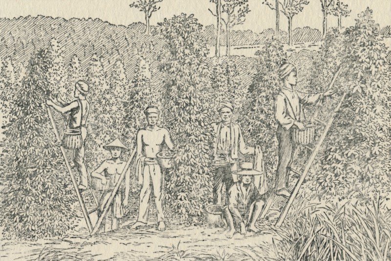 'Pepper Plantation', 1924. Artist: Unknown.