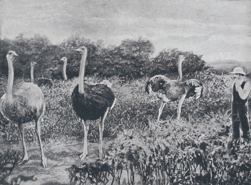 'Ostriches', 1924. Artist: Unknown.