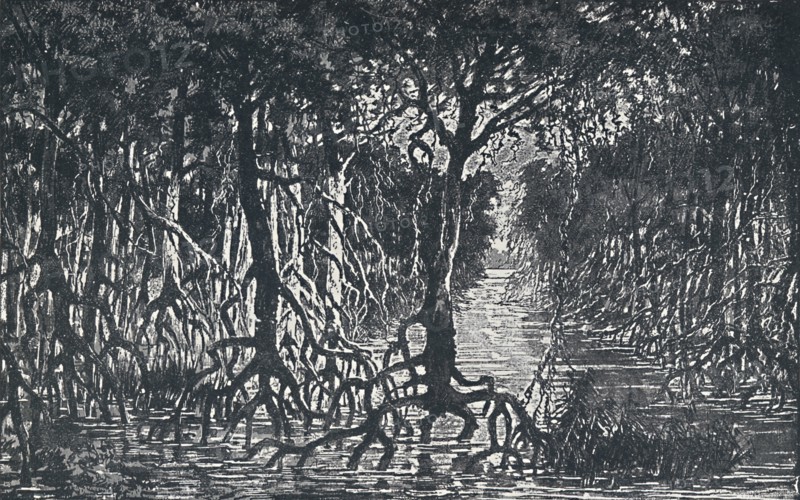 'Equatorial African Forest', 1924. Artist: Unknown.