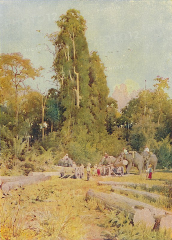 'Elephants Piling Teak', 1924. Artist: Unknown.