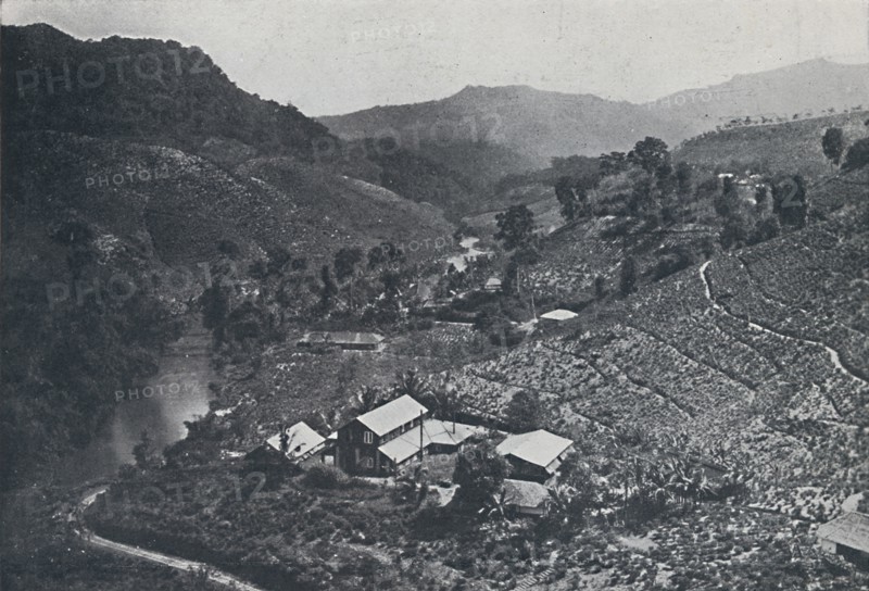 'Cingalese Tea Plantation', 1924. Artist: Unknown.
