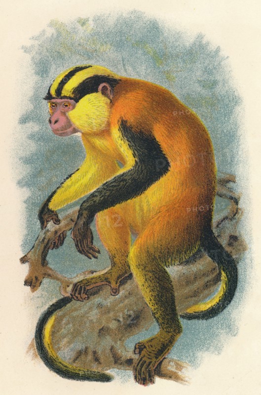 'Erzleben's Genon', 1897. Artist: Henry Ogg Forbes.