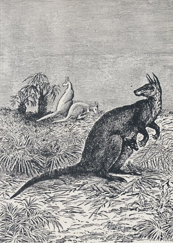'Kangaroo', 1924. Artist: Unknown.