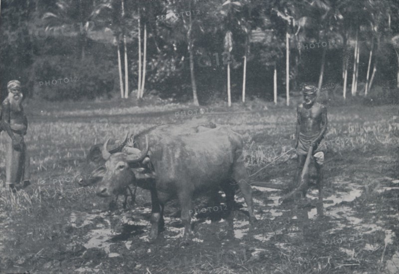 'Cultivating Rice', 1924. Artist: Topical Press Agency.
