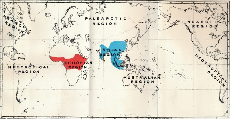 'Anthropoidea - Map distribution Genera Semnopithecus (Blue), Nasalis (Brown), Colobus (Red)', 1897. Artist: Unknown.