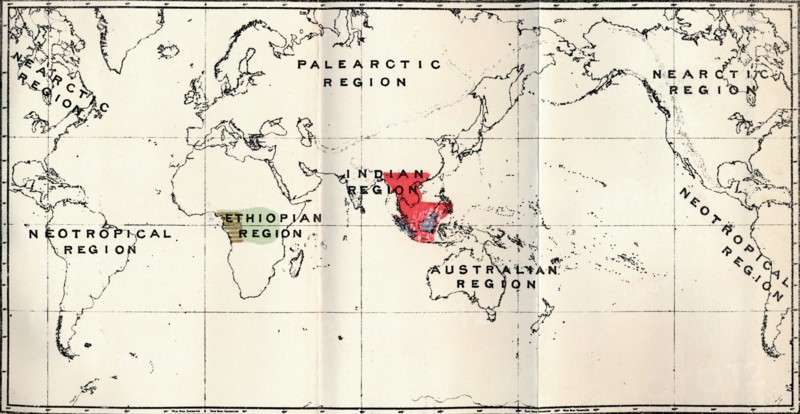 'Anthropoidea - Hylobates (Red), Simia (Blue), Gorilla (Brown), Anthropopithecus (Green)', 1897 Artist: Unknown.