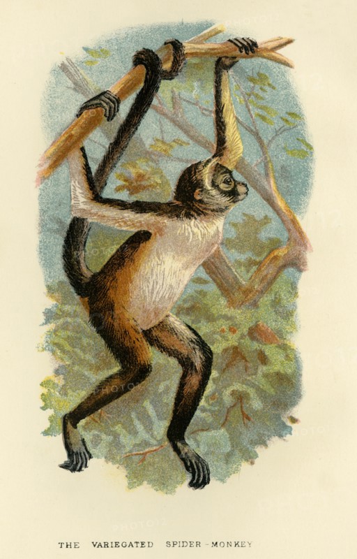 'The Variegated Spider-Monkey', 1896. Artist: Henry Ogg Forbes.