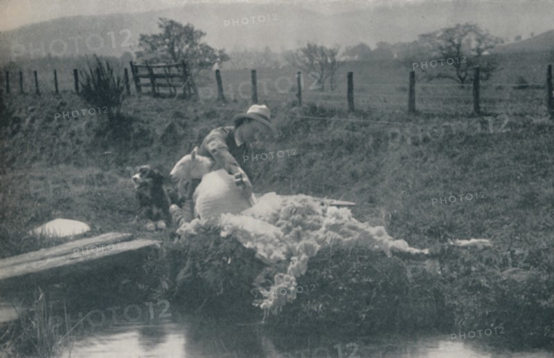 'Sheep Shearing', 1910. Artist: C Reid.