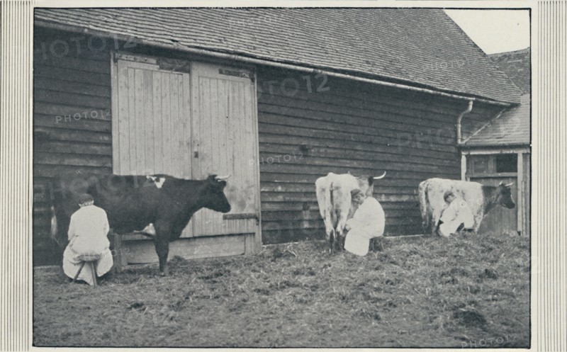 'Milking Cows', 1910. Artist: Pictorial Agency.