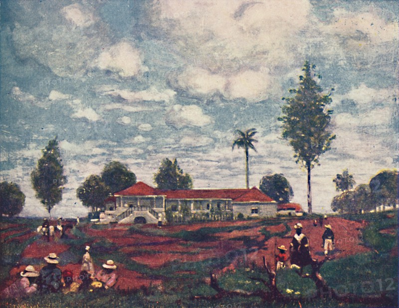 'A Coffee Fazenda', 1916. Artist: A S Forrest.