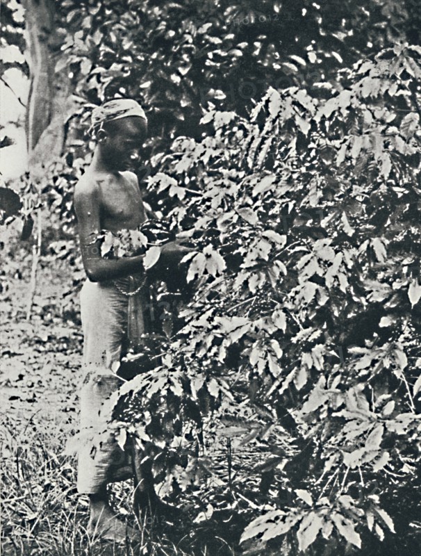 'Picking Coffee', 1916. Artist: Unknown.