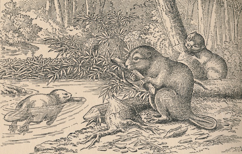 'Beavers', 1916. Artist: Unknown.
