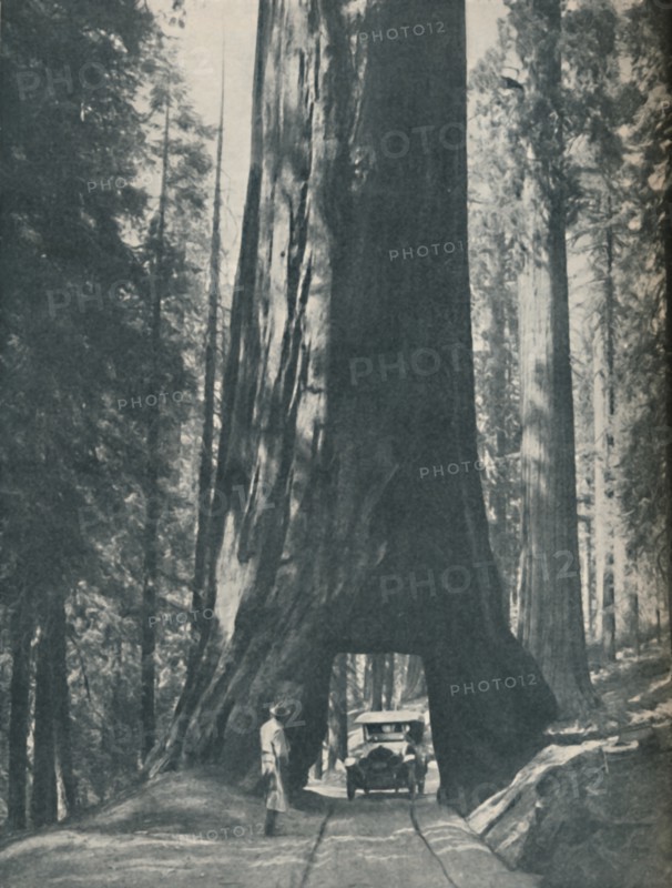 'Fine Specimen of the Largest Organism That Ever Lived', c1935. Artist: Unknown.