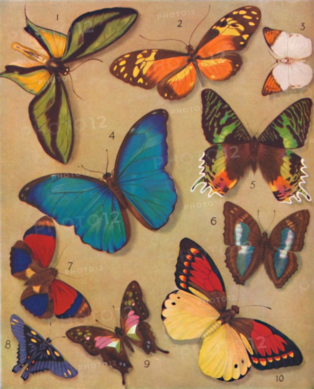 'The Marvellous Colour of the Butterflies', 1935. Artist: Unknown.
