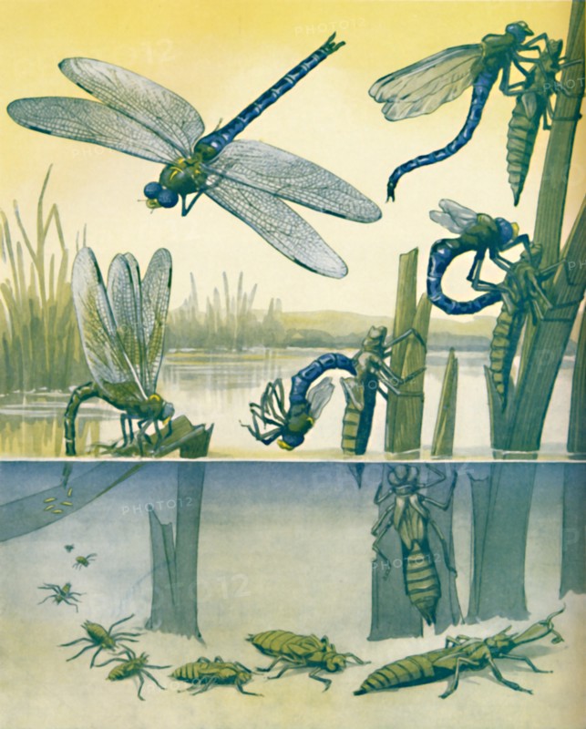 'The Beautiful Dragonfly's Life Story', 1935. Artist: Unknown.