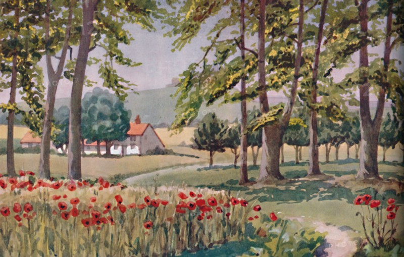 'Summer - The Physical, Chemical and Biological Changes Wrought By The Sun During The Year', 1935 . Artist: Unknown.