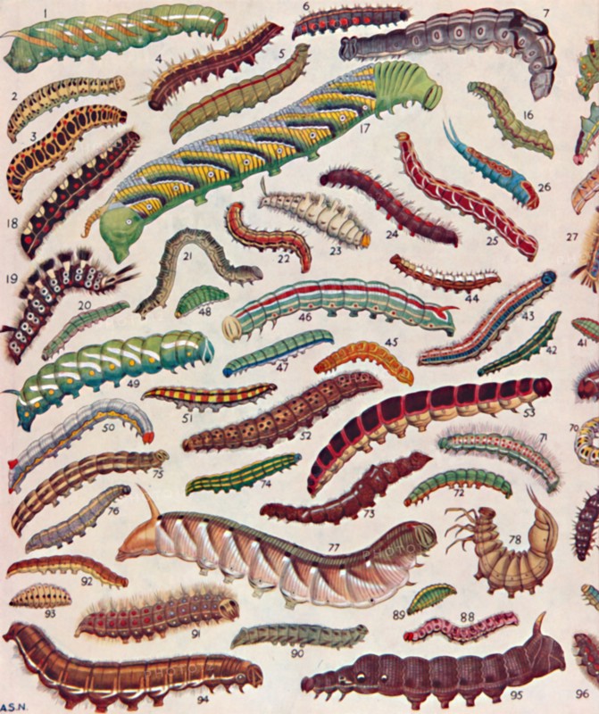 'A Hundred Different Knds of Caterpillars of Butterflies and Moths', 1935. Artist: Unknown.