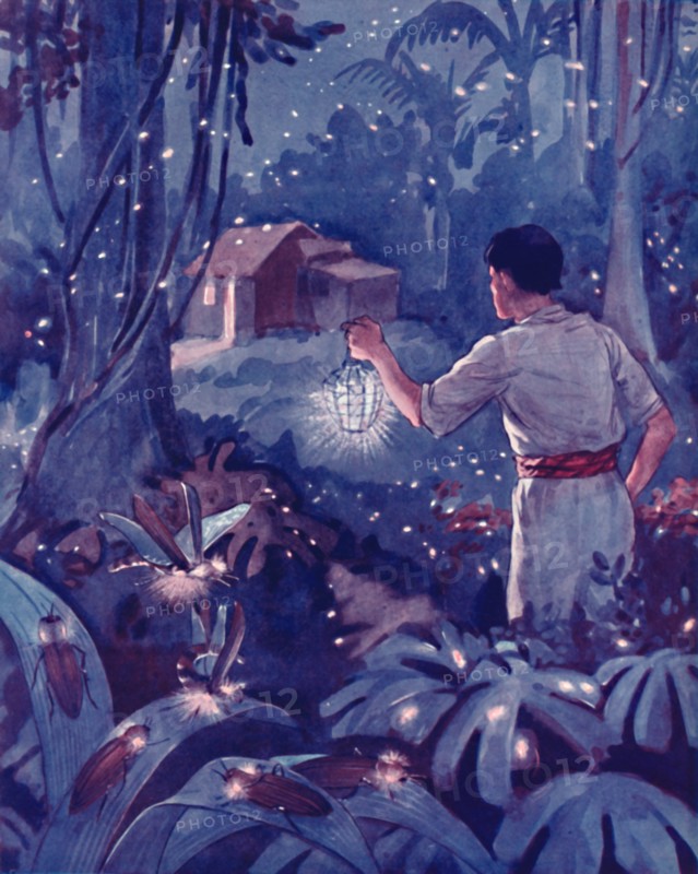 'Tropical Fireflies as Dancing Points of Light', 1935. Artist: Unknown.