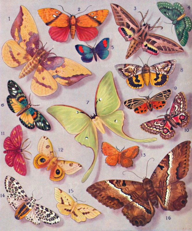 'The Magnificent Colouring of Some Moths', 1935. Artist: Unknown.
