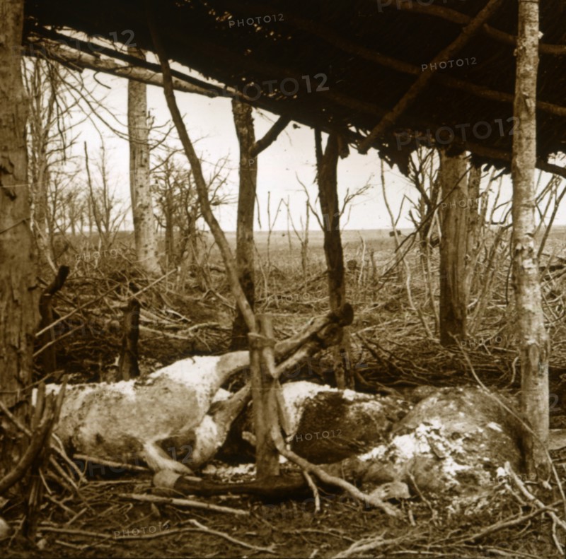 Dead horses, Verdun, northern France, c1914-c1918. Artist: Unknown.