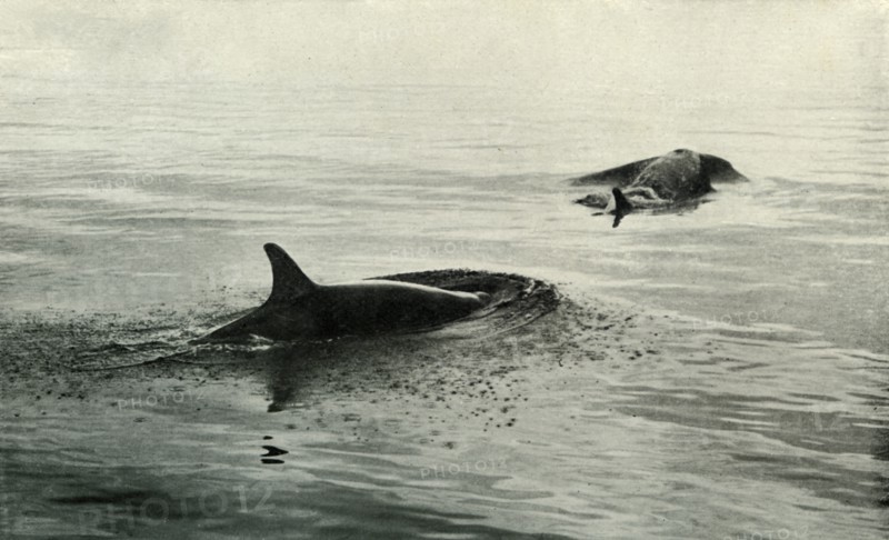 'Killer Whales Rising To Blow', c1910?1913, (1913). Artist: Herbert Ponting.