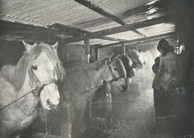 'The Stables in Winter', c1910?1911, (1913). Artist: Herbert Ponting.