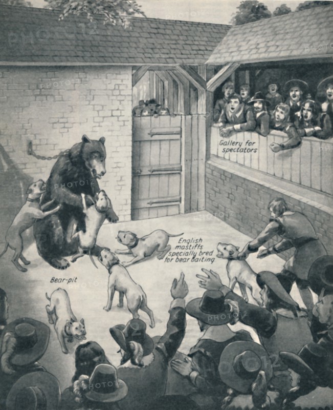 'Bear-Baiting in a Stuart Bear Pit', c1934. Artist: Unknown.