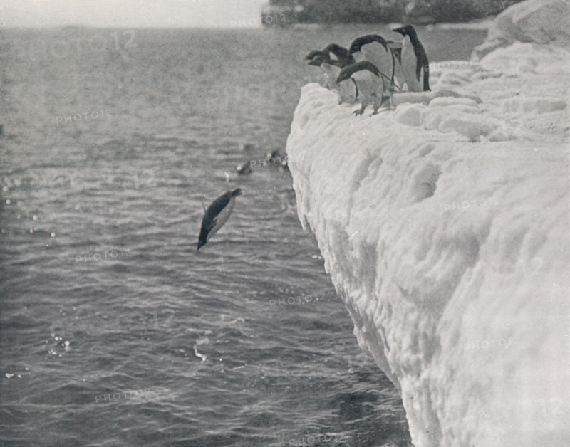 'Penguins Diving', c1911, (1913). Artist: Herbert Ponting.