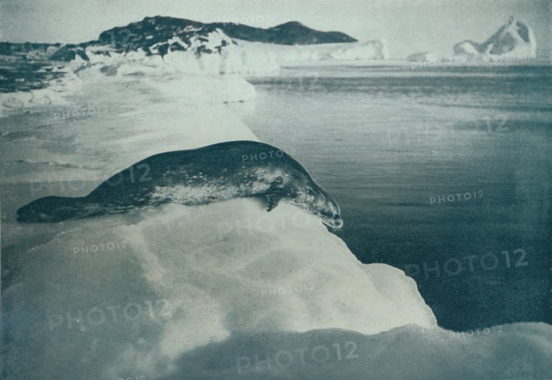 'A Weddell Seal About To Dive', c1911, (1913). Artist: Herbert Ponting.
