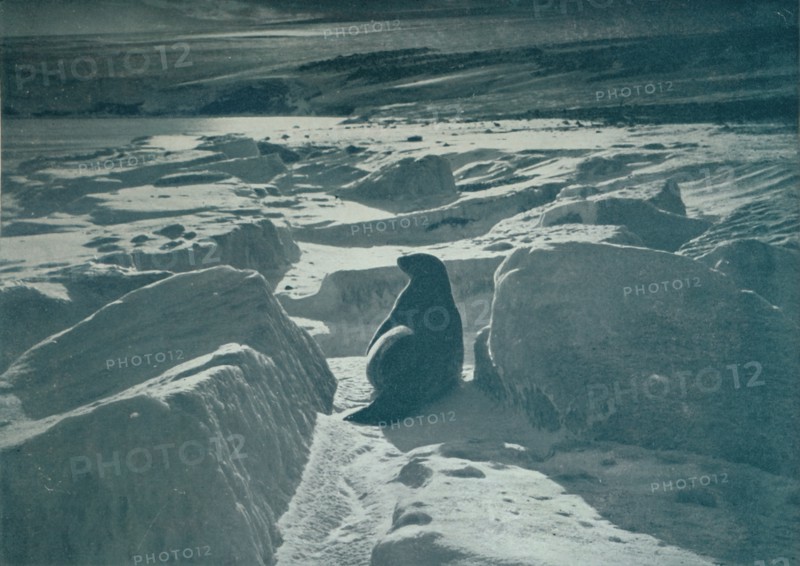 'A Weddell Seal On The Beach', c1911, (1913). Artist: Herbert Ponting.