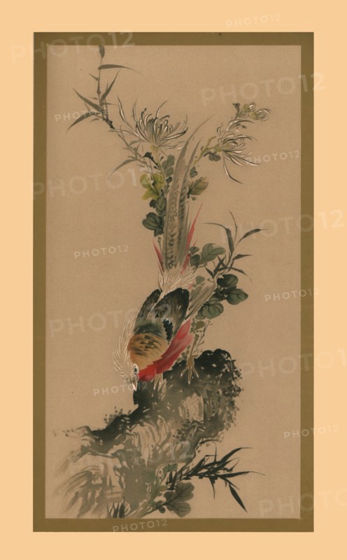 Pheasant, 1832, (1886).  Artist: Witherby & Co.