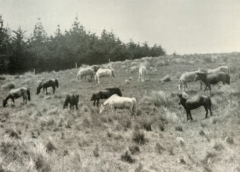 'The Manchurian Ponies on Quail Island, Port Lyttelton', c1907, (1909). Artist: Unknown.