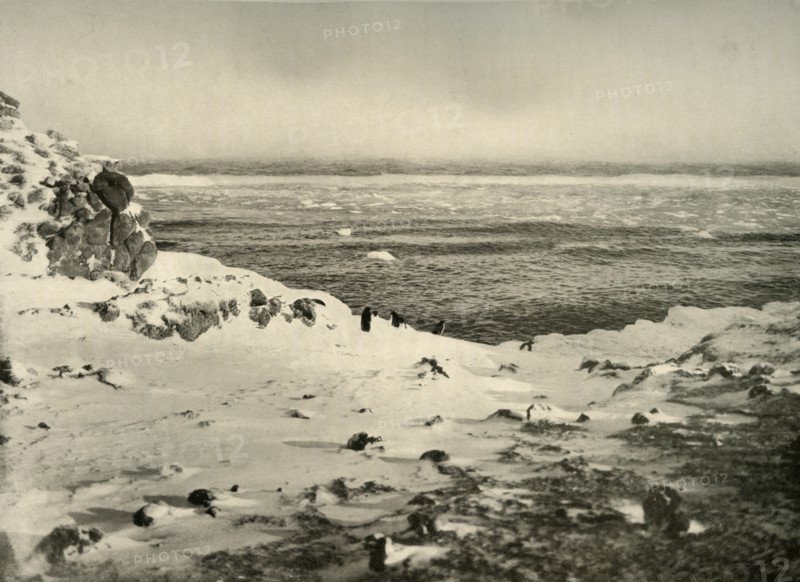 'The Last of the Penguins Just Before Their Migration in March', c1908, (1909).  Artist: Unknown.