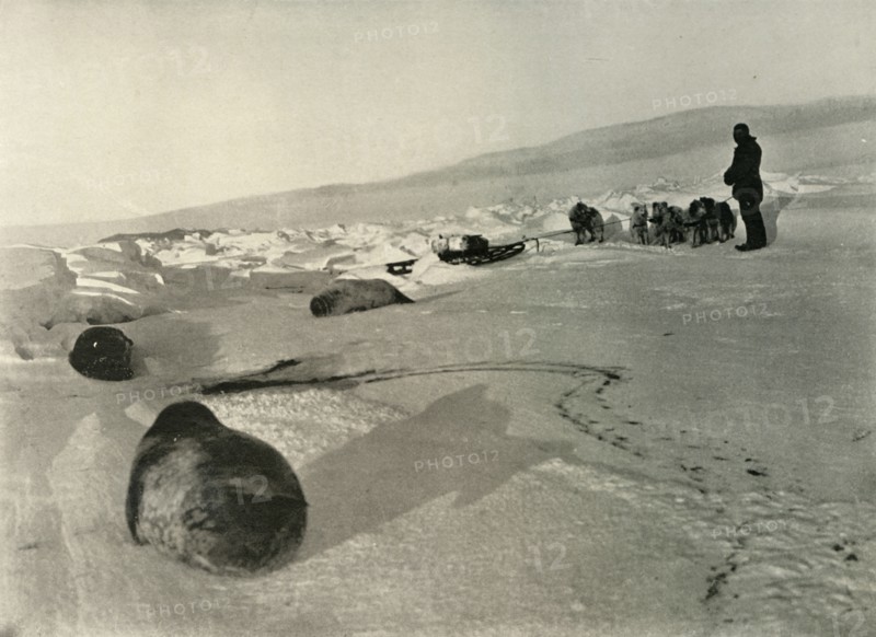 'Hauling Seal Meat for the Winter Quarters', c1908, (1909). Artist: Unknown.