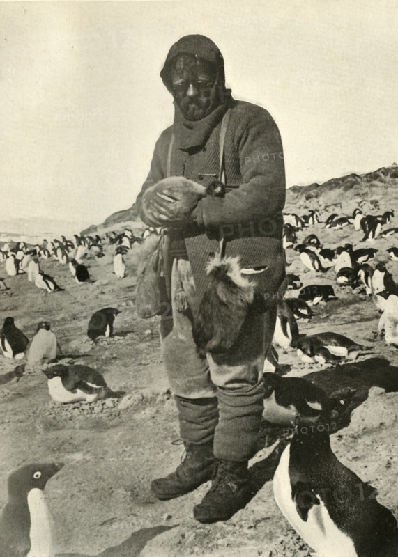 'Murray Holding Young Penguins', c1908, (1909).  Artist: Unknown.