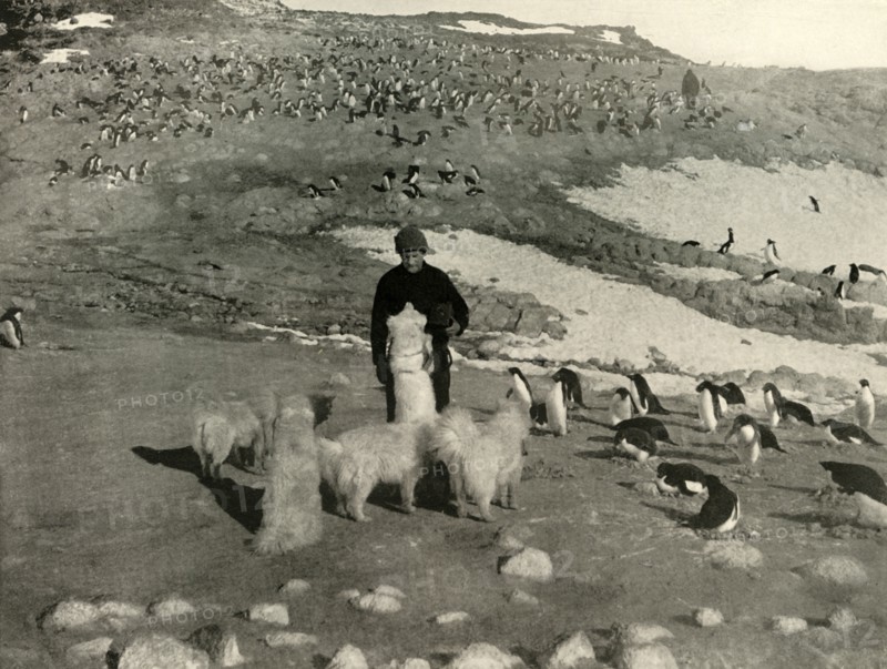 'Joyce and the Dogs in the Penguin Rookery', c1908, (1909).  Artist: Unknown.