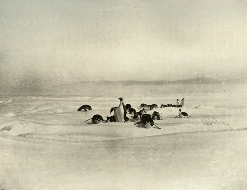 'Emperors Tobogganning', c1908, (1909). Artist: Unknown.