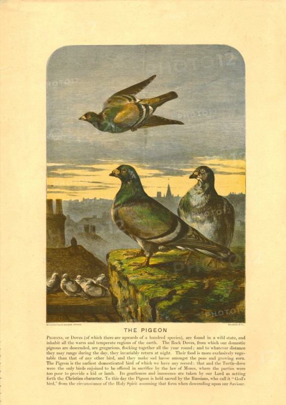 'The Pigeon'. Creator: C Sheeres.